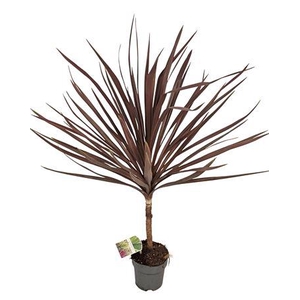 Cordyline Australis Red Star - 1153