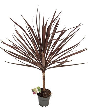 <h4>Cordyline Australis Red Star - 1153</h4>