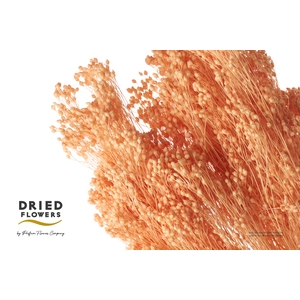Dried Bleached Broom Bloom Salmon