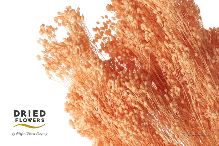 Dried Bleached Broom Bloom Salmon