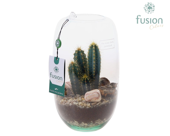 <h4>Green Bottle Isabella Medium met Cactussen</h4>