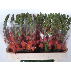 ANTIR AVIGNON D ORAN