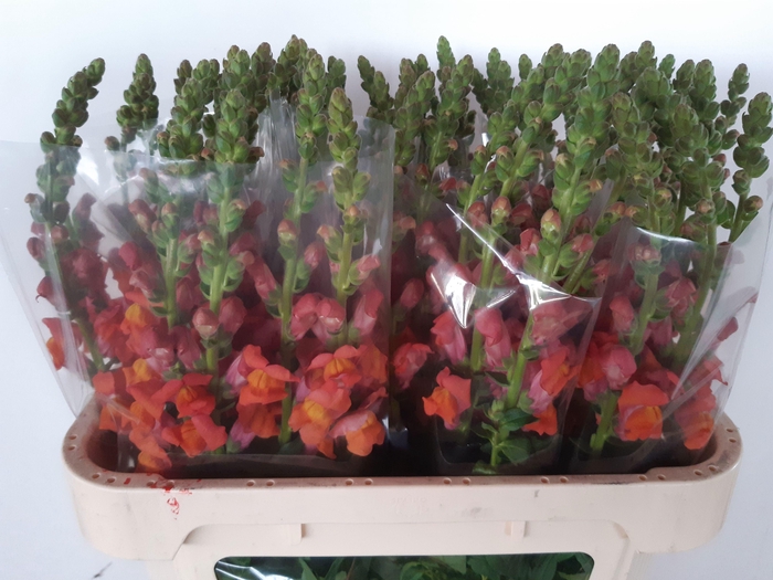 <h4>ANTIR AVIGNON D ORAN</h4>