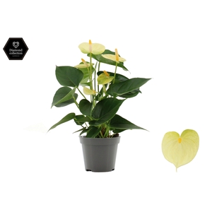 Anthurium 9 cm Vanilla in transparant sleeve