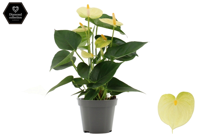 <h4>Anthurium 9 cm Vanilla in transparant sleeve</h4>
