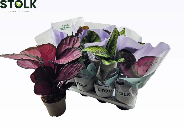 <h4>CALAT GEM 4 SRT</h4>