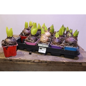 arr8 Hyacin Gem 4 Kl