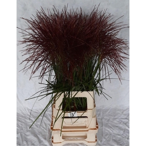 Misc Si Rotfeder 85 Cm
