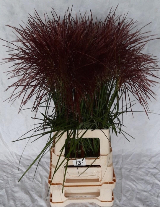 <h4>Misc Si Rotfeder 85 Cm</h4>