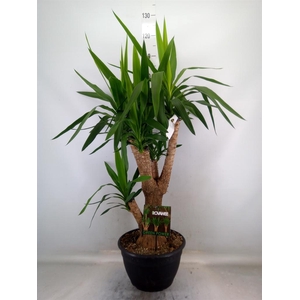 Yucca elephantipes   ...