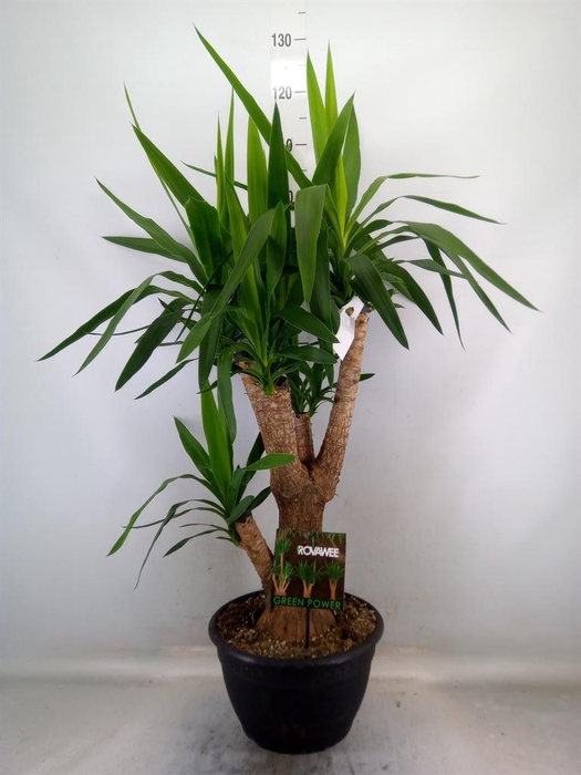 <h4>Yucca elephantipes   ...</h4>