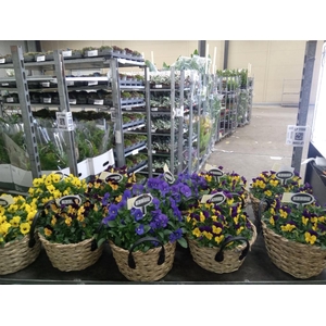 Arr.   Perkplanten L%