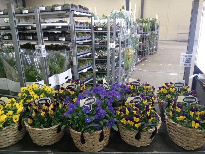 <h4>Arr.   Perkplanten L%</h4>