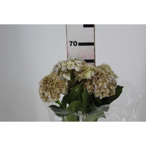 HORTENSIA FORCE CLASSICA 050 CM