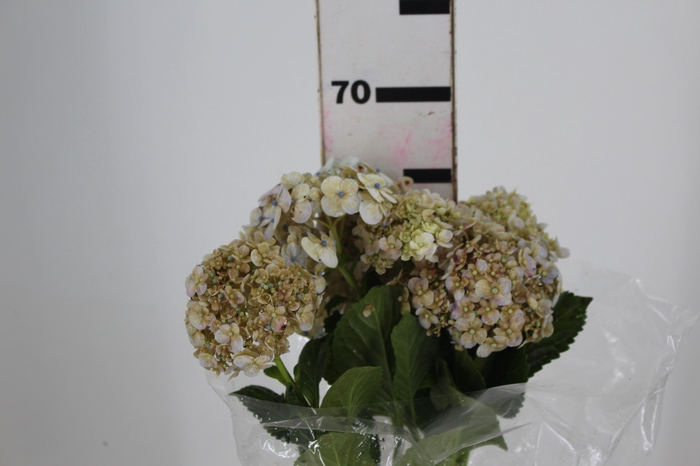 <h4>HORTENSIA FORCE CLASSICA 050 CM</h4>