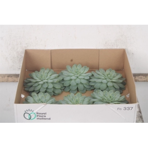 Echeveria Zonnenstraal X6