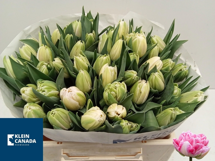 <h4>TU DU FOXTROT</h4>