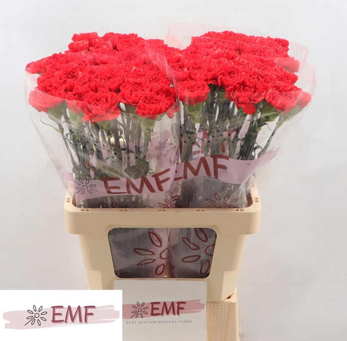 <h4>DI ST MENDOZA+</h4>