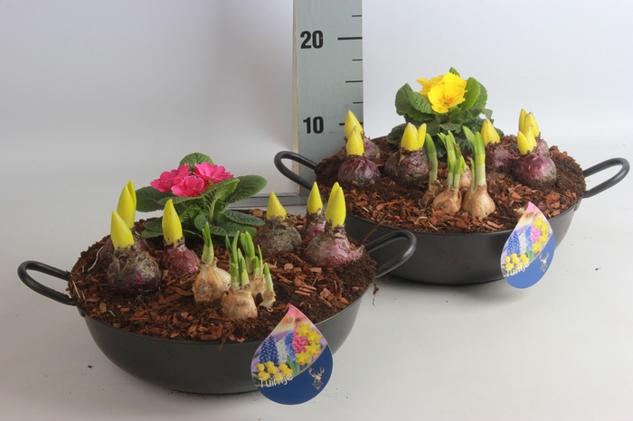 <h4>ARR BOL KNOLGEWAS</h4>