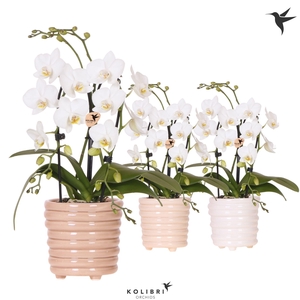 Kolibri Orchids Phalaenopsis Cascade Niagara Fall white 2 spike in Ring pot mix