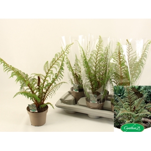 CYATHEA TOMENTOSISSI