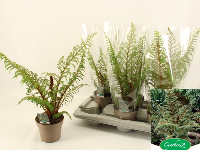 <h4>CYATHEA TOMENTOSISSI</h4>