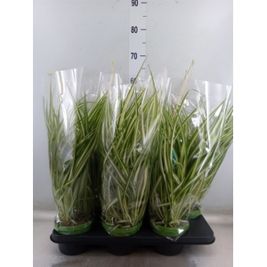Chlorophytum com. 'Vittatum'