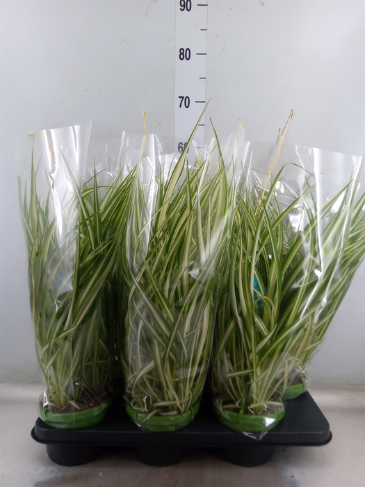 <h4>Chlorophytum com. 'Vittatum'</h4>