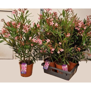 NERI OLEANDER