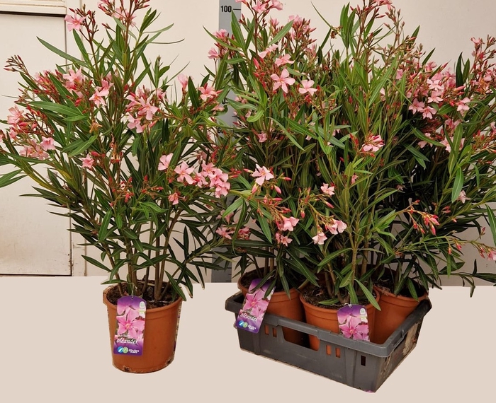 <h4>NERI OLEANDER</h4>