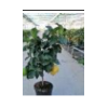 Citrus hystrix