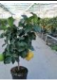 Citrus hystrix