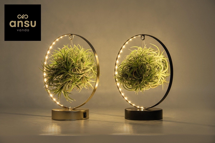 <h4>Tillandsia Led Edition</h4>