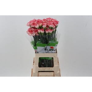 Di St Happy Conference