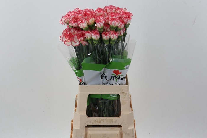 <h4>Di St Happy Conference</h4>