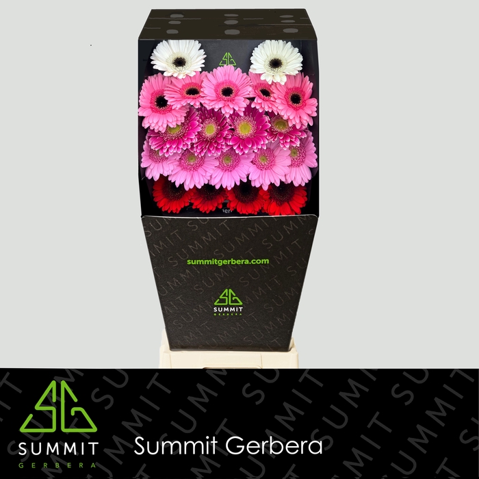 <h4>Germini Mix 3 kleuren Diamond per kaart</h4>
