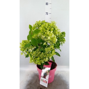 Hydrangea pan. 'Pinklight'