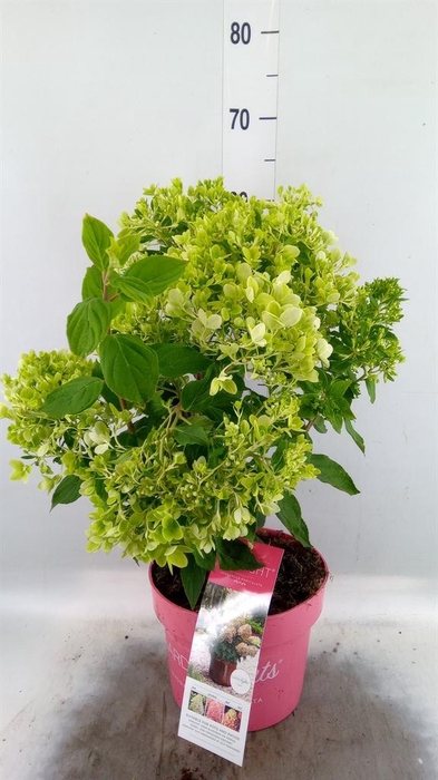 <h4>Hydrangea pan. 'Pinklight'</h4>
