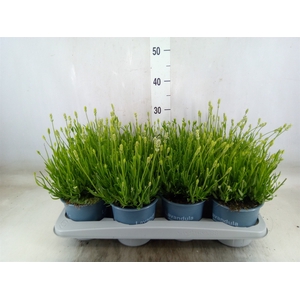 Lavandula angus. 'Aromance White'