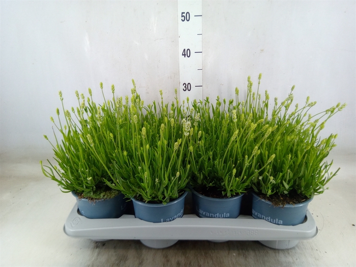 <h4>Lavandula angus. 'Aromance White'</h4>
