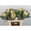 Protea Barbigera Ice Queen Air