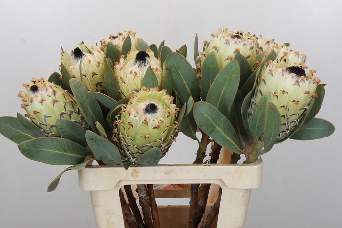 Protea Barbigera Ice Queen Air