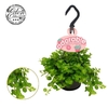 Peperomia Rotundifolia hangpot Adorable collection