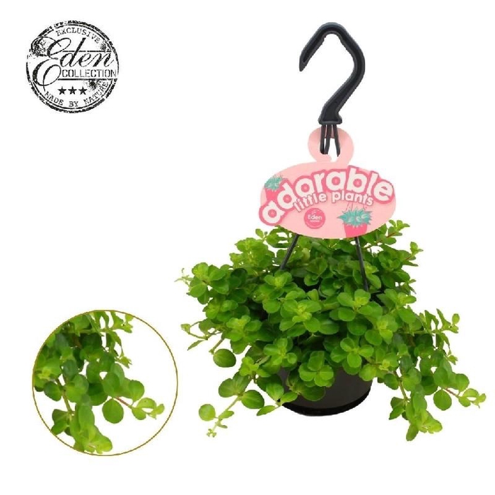 Peperomia Rotundifolia hangpot Adorable collection