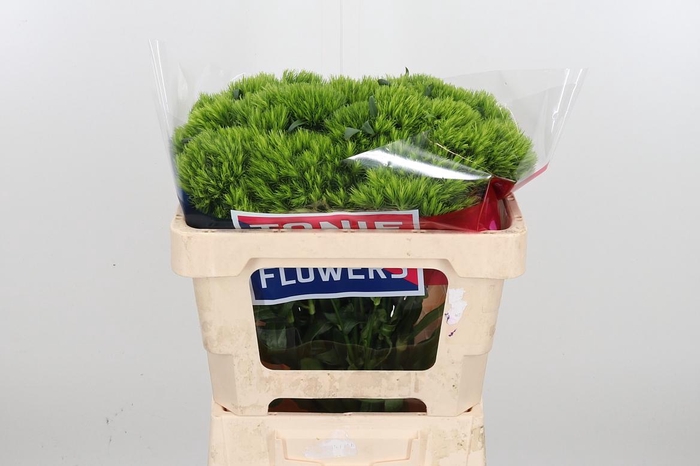 <h4>Di Barb Green Wicky</h4>