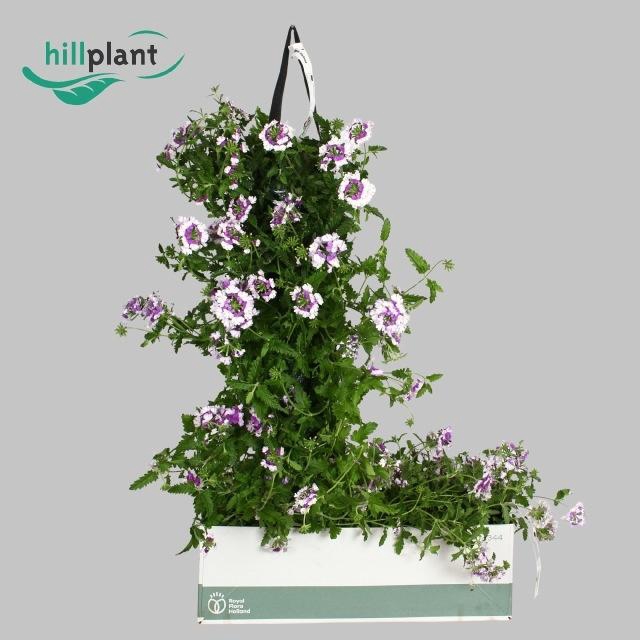<h4>VERBE VEN VIOLET</h4>