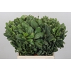 Pittosporum Ilan