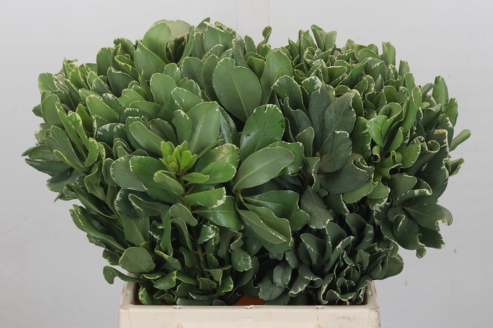 Pittosporum Ilan