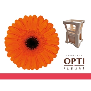 Germini Caramba Water