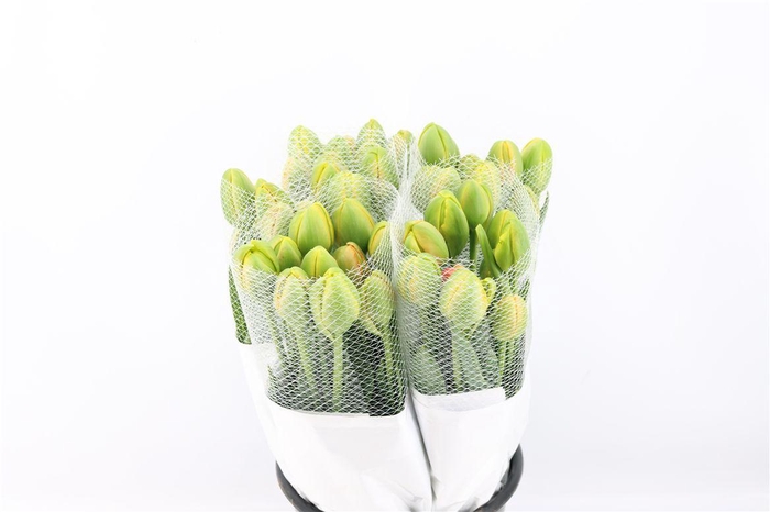 <h4>Tu Fr Du Tahiti Extra</h4>